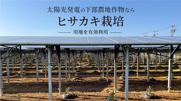 太陽光発電の下部農地作物ならヒサカキ栽培